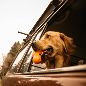 West Paw Juguete para perros con Zogoflex Tux naranja L D