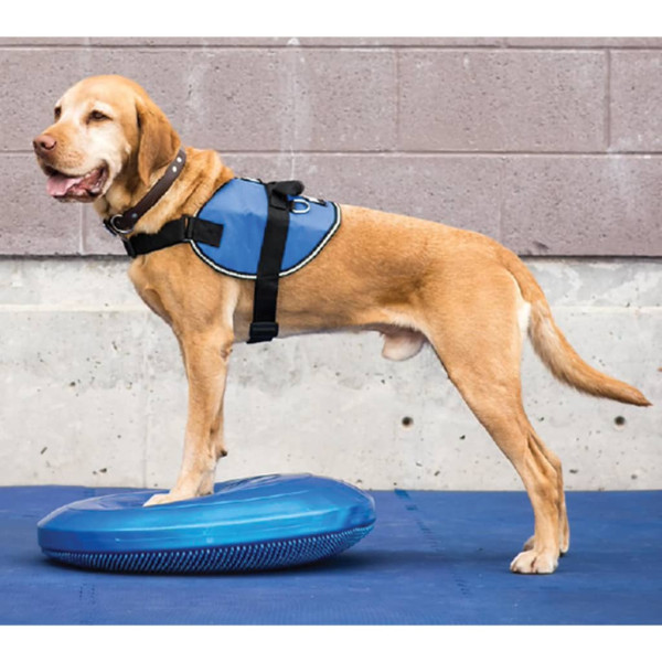 FitPAWS Disco de equilibrio para mascotas azul 36 cm D