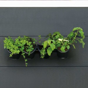 Nature Jardim vertical / Kit de ervas e flores D
